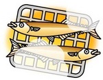 秋刀魚　Pacific saury